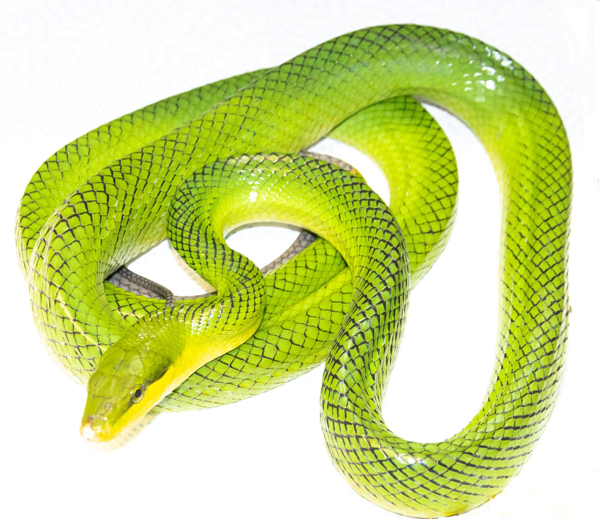 Gonyosoma oxycephalum - Serpent ratier des mangroves 