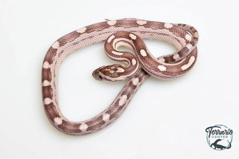 Serpent des blés - Pantherophis guttatus Anery Motley