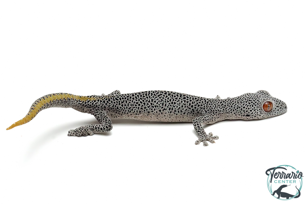 Strophurus taenicauda - Gécko à queue dorée