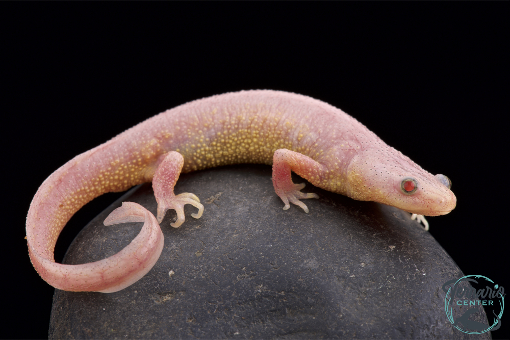 Pleurodeles waltl - Pleurodèle de Walt - Leucistic