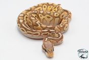 Python royal - Python regius Banana Butter Pastel