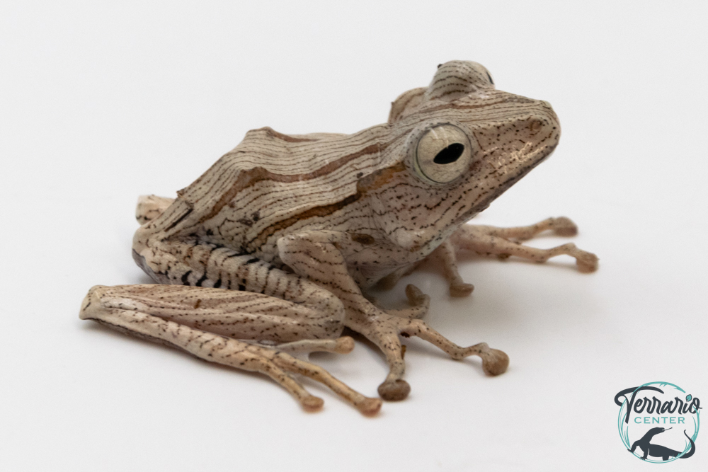 Polypedates otilophus - Grenouille d'arbre d'argent