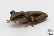 Triprion petasatus - Grenouille canard