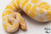 Python royal - Python regius Albinos