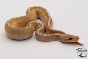 Python royal - Python regius Banana Mojave GHI