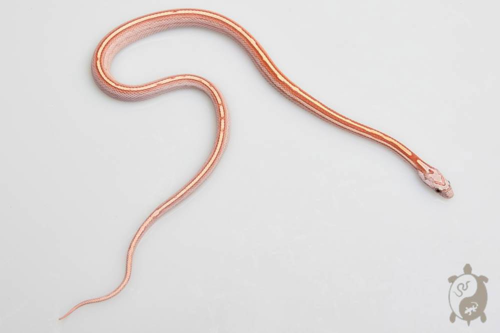 Serpent des blés - Pantherophis guttatus Tessera Ultramel Ligne