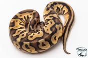 Python royal - Python regius Leopard Pastel