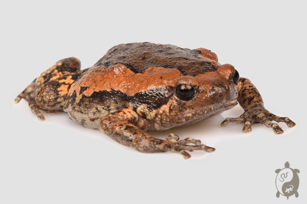 Kaloula pulchra - Grenouille peinte de Malaisie