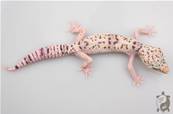 Eublepharis Angramainyu - Gecko à queue grasse iranien 