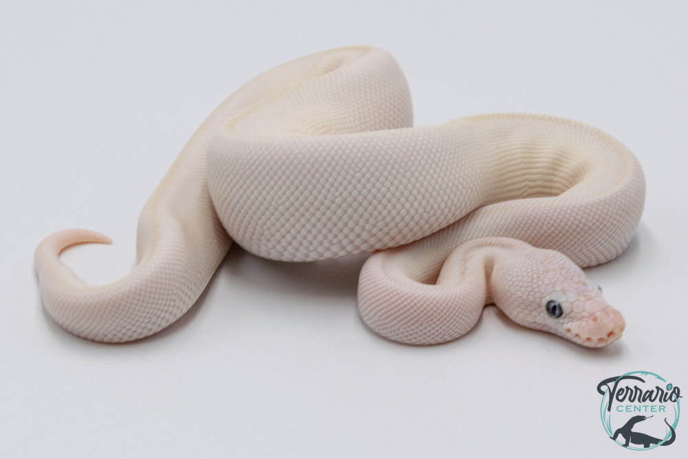 Python Royal - Python regius Leucistic