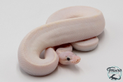Python royal - Python regius Ivory Super Pastel