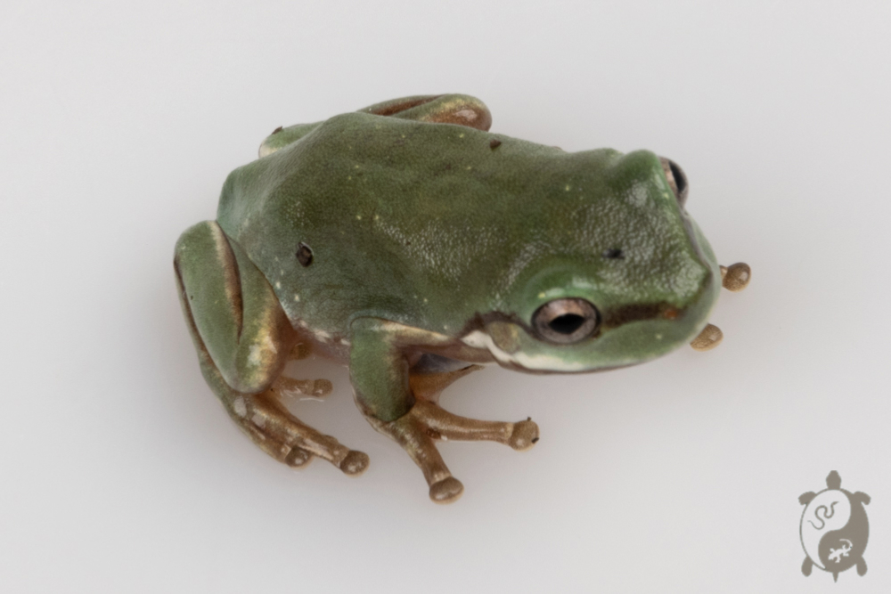 Dryopsophus (Litoria) caeruleus adulte - Rainette de White