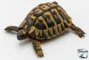 Tortue d'Hermann - Testudo hermanni boettgeri 12-15 cm - Mâle