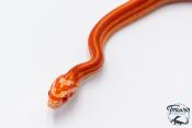 Serpent des blés - Pantherophis guttatus Tessera amela ligne