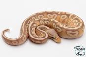 Python royal - Python regius Banana Pastave
