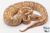 Python royal - Python regius Banana Mojave