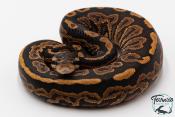 Python royal - Python regius Black Pastel