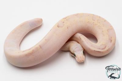 Python royal - Python Regius Vanilla Scream Lesser