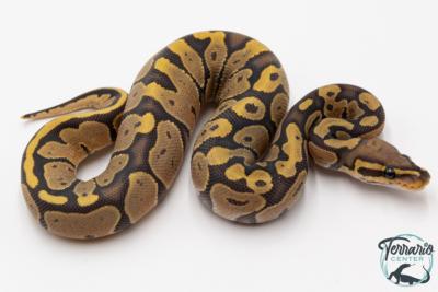 Python royal - Python regius Hypo