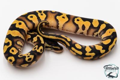 Python royal - Python regius Pastel Orange Dream  