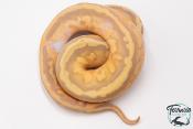 Python royal - Python regius Banana Pastel Piebald