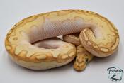 Python royal - Python regius Banana Clown Lesser