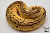 Python royal - Python regius Clown Pastel
