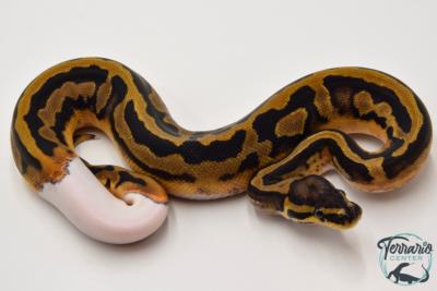 Python Royal - Python regius Piebald