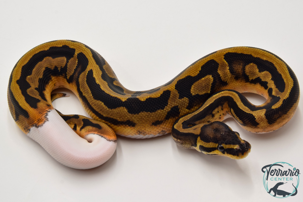 Python Royal - Python regius Piebald