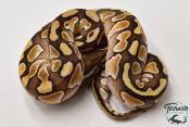 Python royal - Python regius Butter