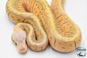 Python royal - Python regius Super Blast Yellow Belly