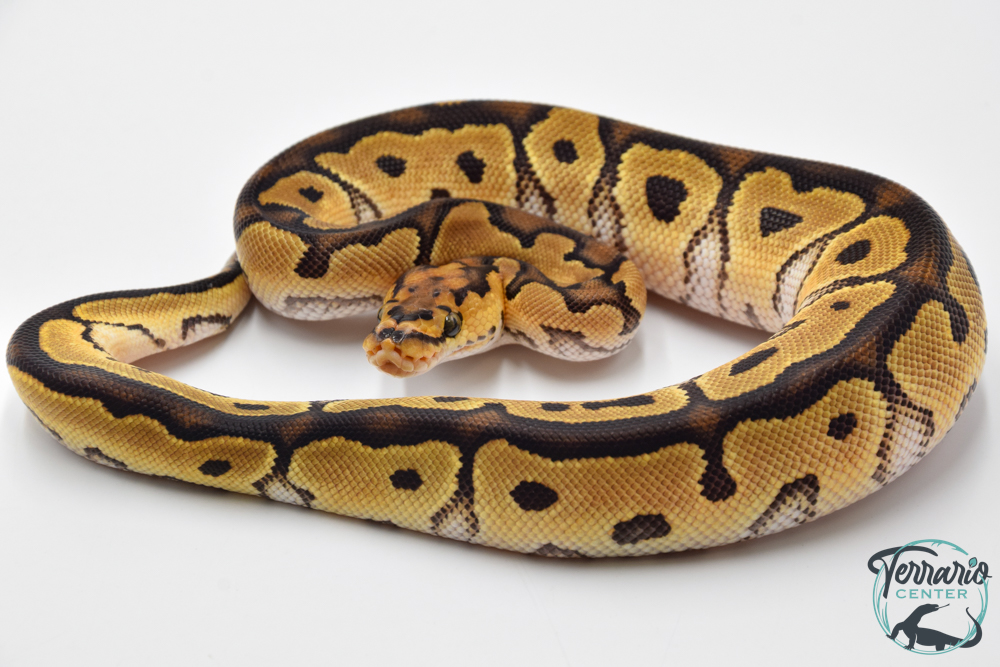 Python royal - Python regius Clown
