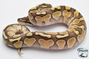 Python royal - Python regius Butter