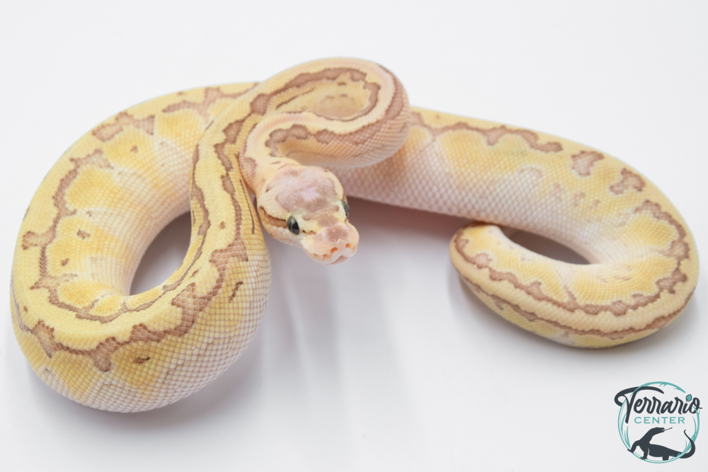 Python royal - Python regius Emperor Pinstripe 
