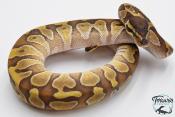 Python royal - Python regius Enchi Mojave
