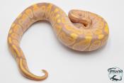 Python royal - Python regius Banana
