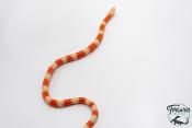 Lampropeltis triangulum hondurensis -  Faux-corail du Honduras - Albinos