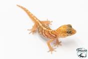 Paroedura picta - Gecko panthère Amelanistic