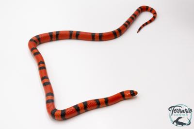 Lampropeltis triangulum hondurensis -  Faux-corail du Honduras - Super Tangerine - NC 2024