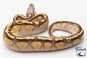 Python royal - Python regius Butter Pastel Vanilla