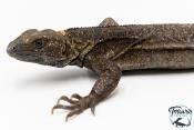Ctenosaura pectinata -  Cténosaure du Guerrero - Blue