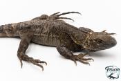 Ctenosaura pectinata -  Cténosaure du Guerrero - Blue