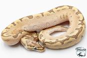Python royal - Python regius Bamboo Enchi 