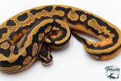 Python Royal - Python regius Piebald Low White