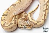 Python royal - Python regius Bamboo Enchi 