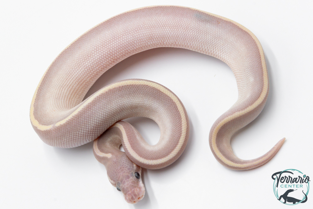 Python royal - Python regius Super Phantom LemonBlast