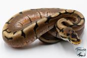 Python royal - Python regius Spider