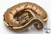 Python royal - Python regius Spider Yellow Belly