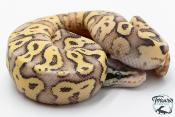 Python royal - Python regius Super Pastel Fire ( SuperFLy )