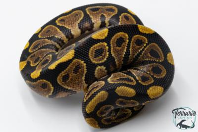 Python royal - Python regius Yellow Belly